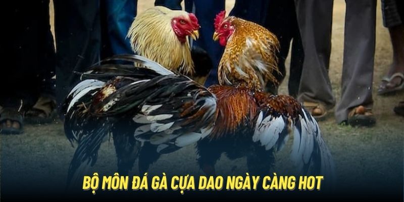 Bộ môn đá gà cựa dao ngày càng hot