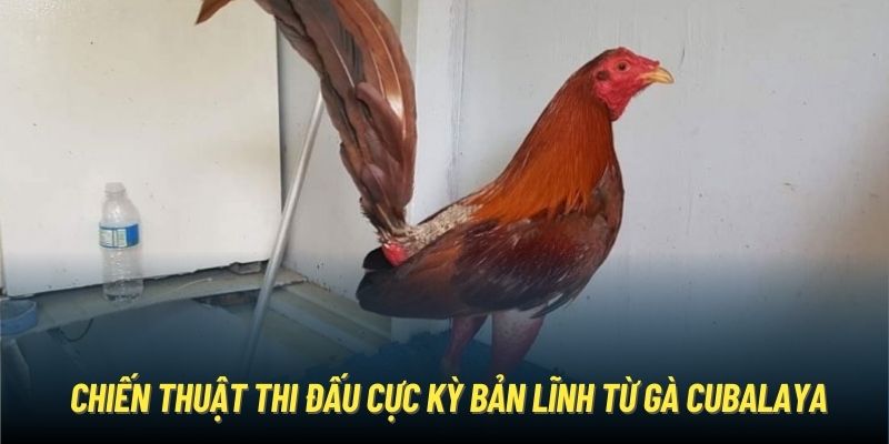 Chiến thuật thi đấu cực kỳ bản lĩnh từ gà Cubalaya