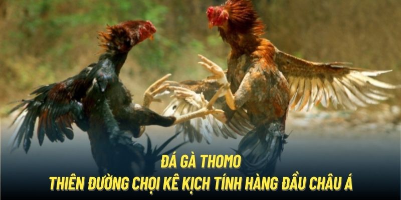 Đá Gà Thomo - Thiên Đường Chọi Kê Kịch Tính Hàng Đầu Châu Á