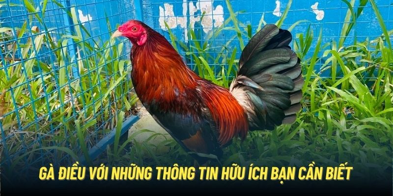 Gà điều với những thông tin hữu ích bạn cần biết